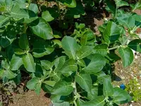 ashwagandha.webp